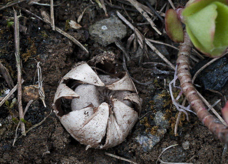 Geastrum pouzarii